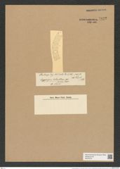 Eucampia balaustium var. minor Castr. (de-Toni-Nr.: Genus 142, Species 8043) Zeichnungen Sammlung Grunow Nr. 7622 (NHMW-BOT-W0376797)